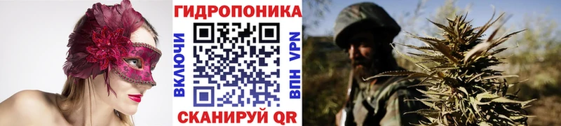 Конопля сатива  Слюдянка 